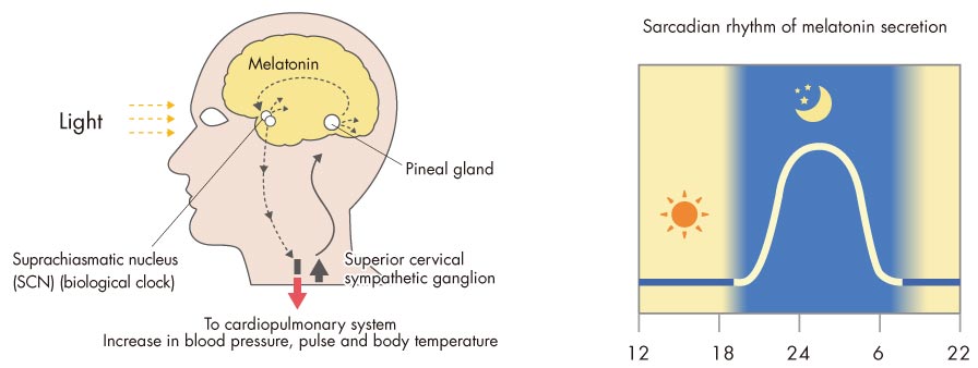 Biological clock