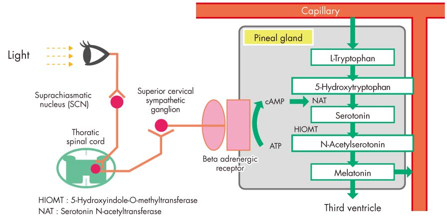 Melatonin secretion and light control